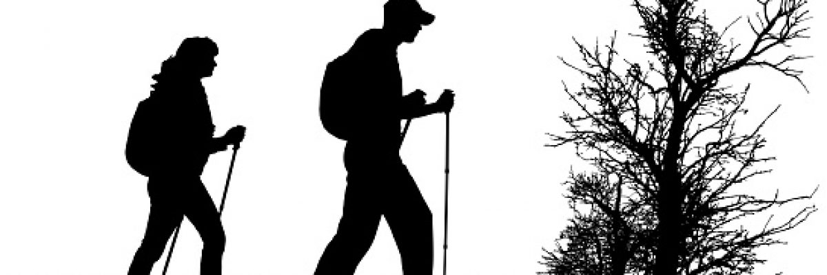 Vector silhouette of people with nordic walking in nature.